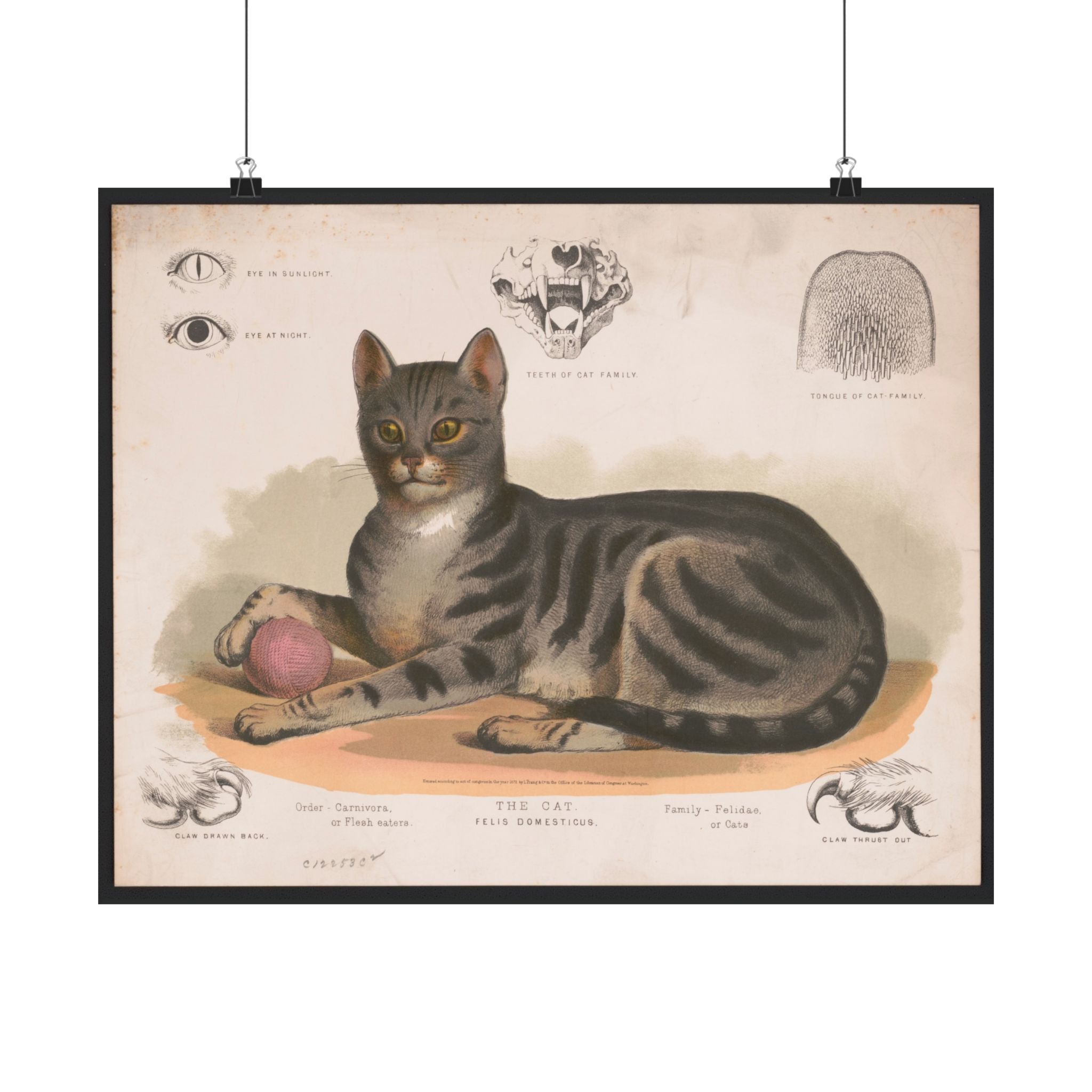 Vintage cat poster
