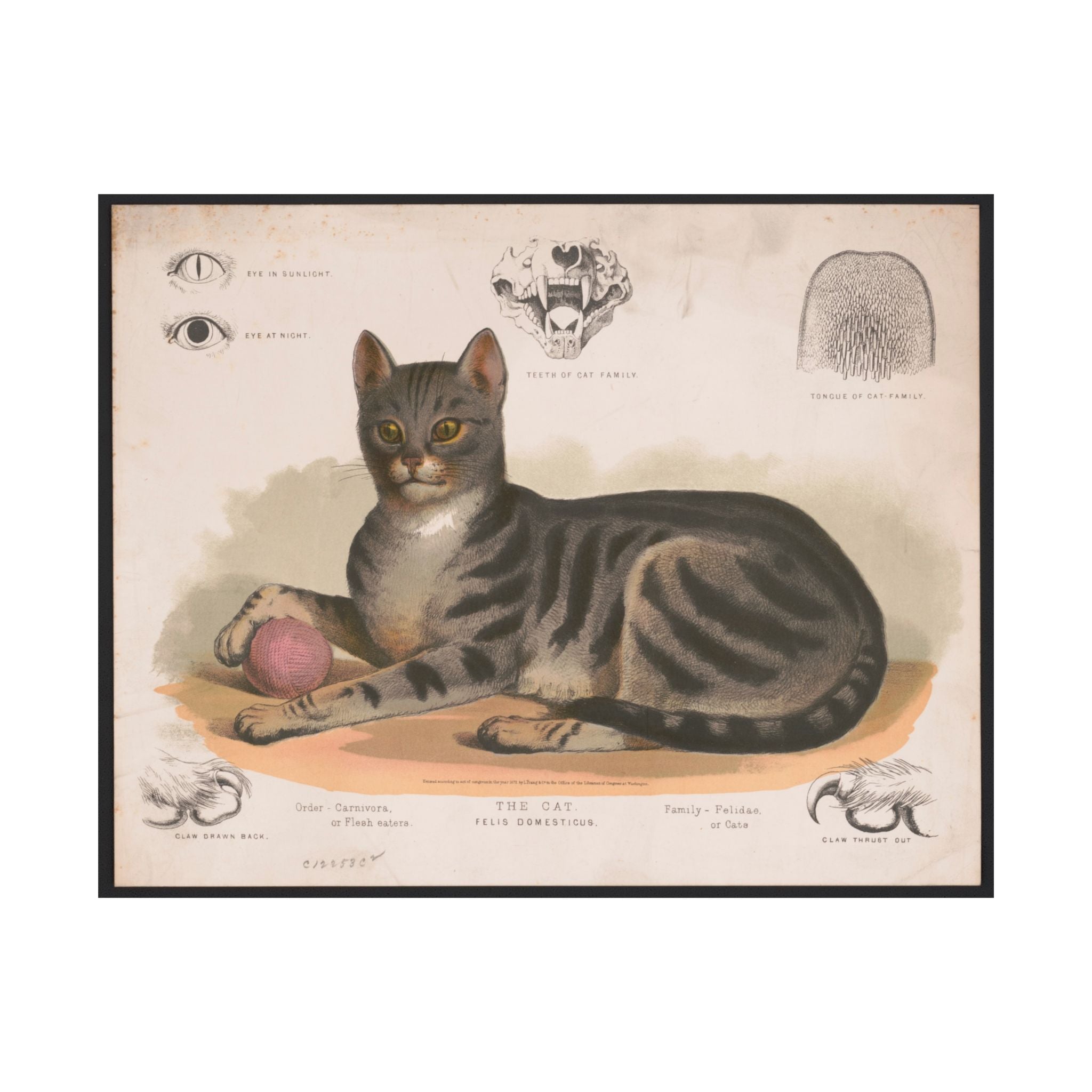 Vintage cat poster