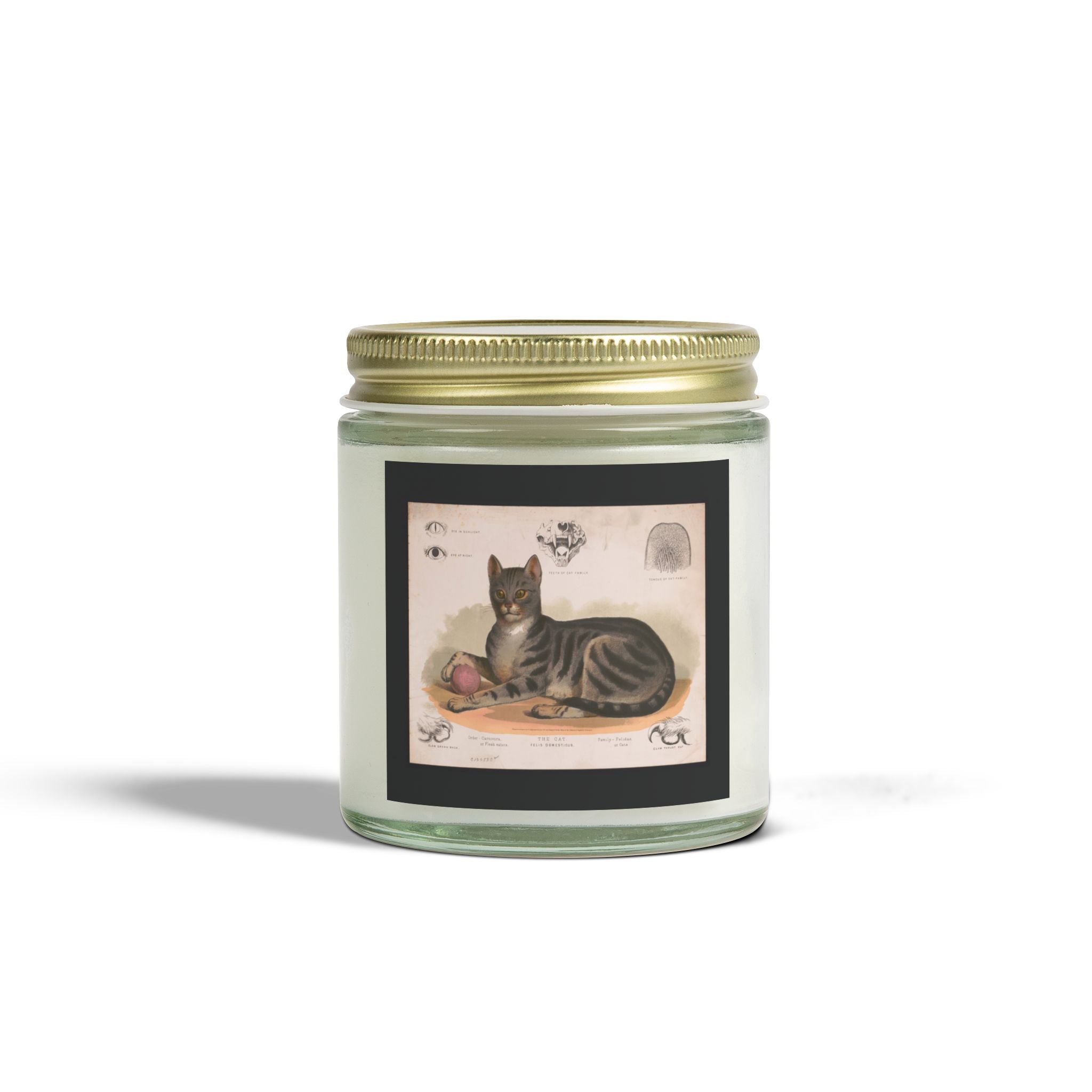 Vintage cat lithograph scented candle - coconut apricot wax